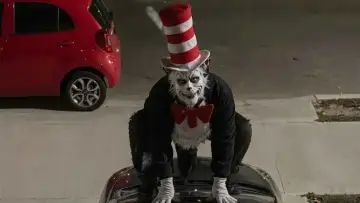 القط ذو القبعة يرعب مدارس السويد.. أغلقوا الأبواب